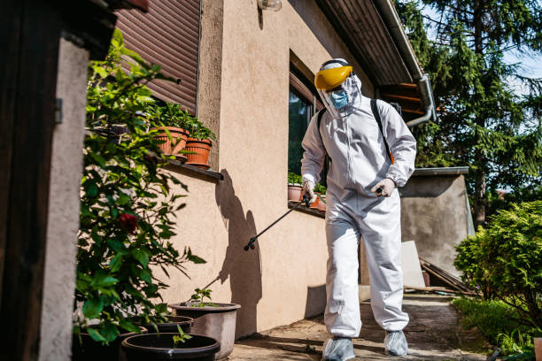 Best Wasp Removal Services  in Nebo, NC
