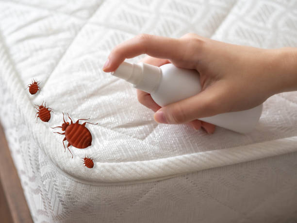 Best Ant Control Services  in Nebo, NC