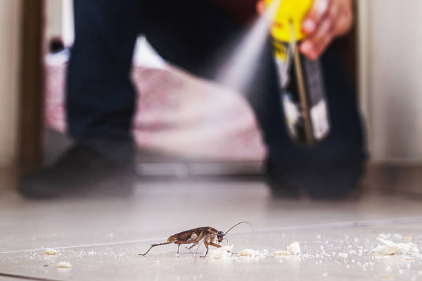 Best Spider Control Near Me  in Nebo, NC