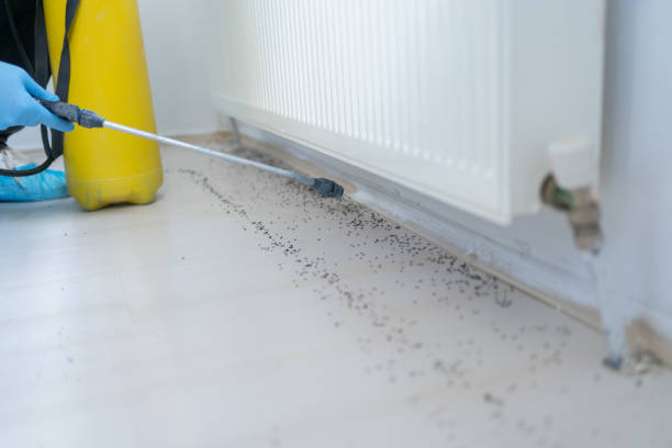 Reliable Nebo, NC Pest Control Solutions